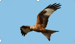 探鳥(niǎo)特點(diǎn)1-2.png